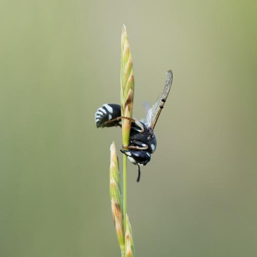 Réf. 275 109 : Cephalochilus labiatus hispanicus